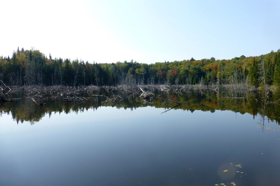 Des arbres ravagés par les castors de l'autre côté du lac