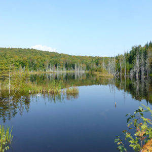 Les arbres se reflètent sur la surface du lac