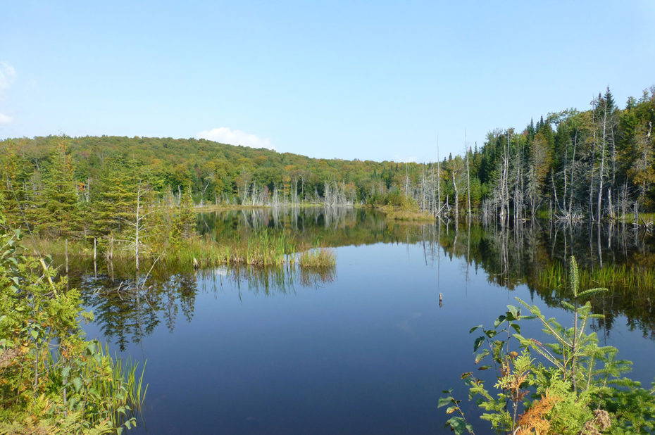 Les arbres se reflètent sur la surface du lac