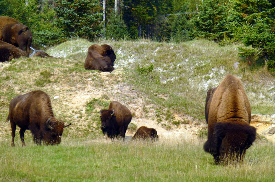 Le bison d'Amérique est désormais un animal menacé