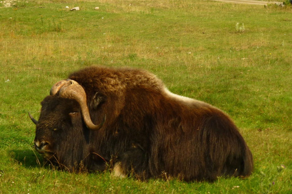 Le bœuf musqué est un herbivore