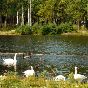 Des canards et des oies sur un lac