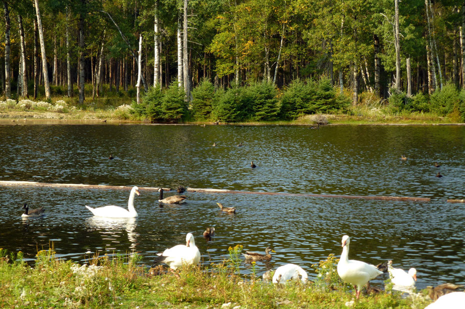 Des canards et des oies sur un lac