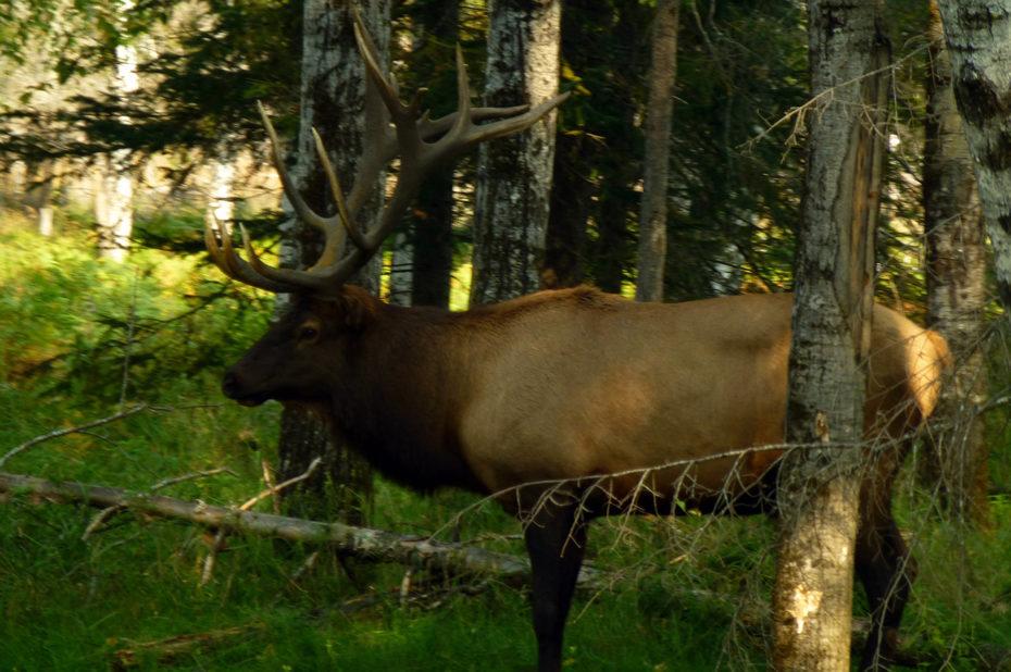 Des bois magnifiques pour ce caribou des bois