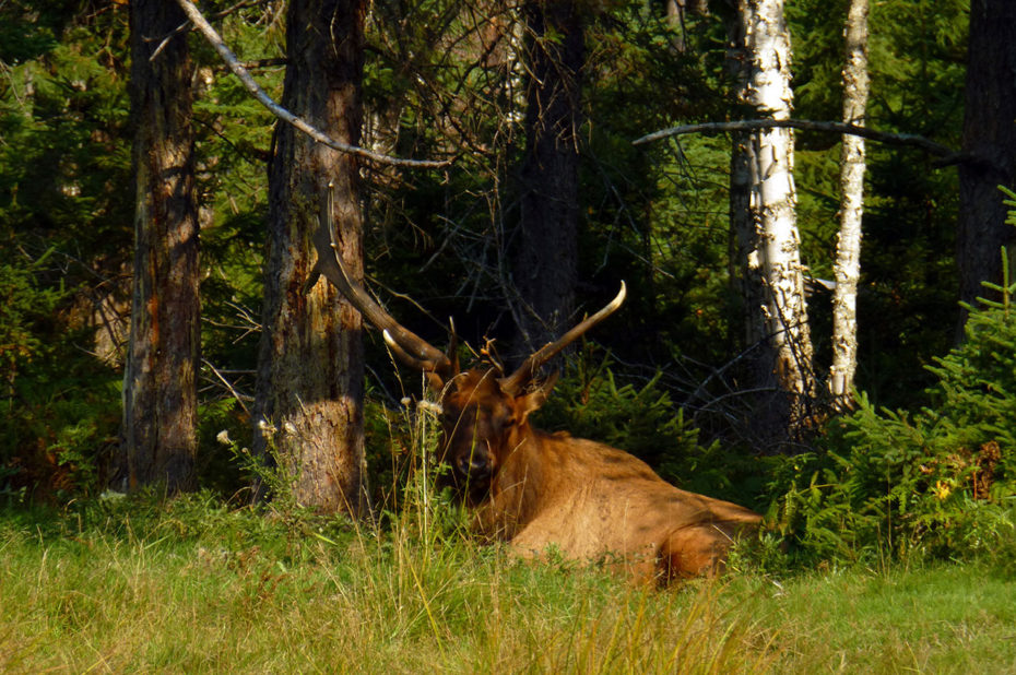 Le caribou des bois