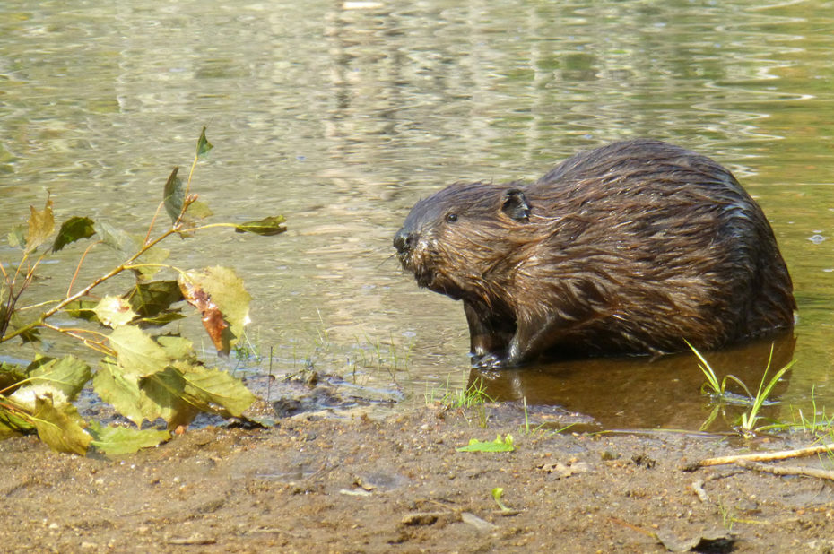 Le castor du Canada vit dans un environnement semi-aquatique