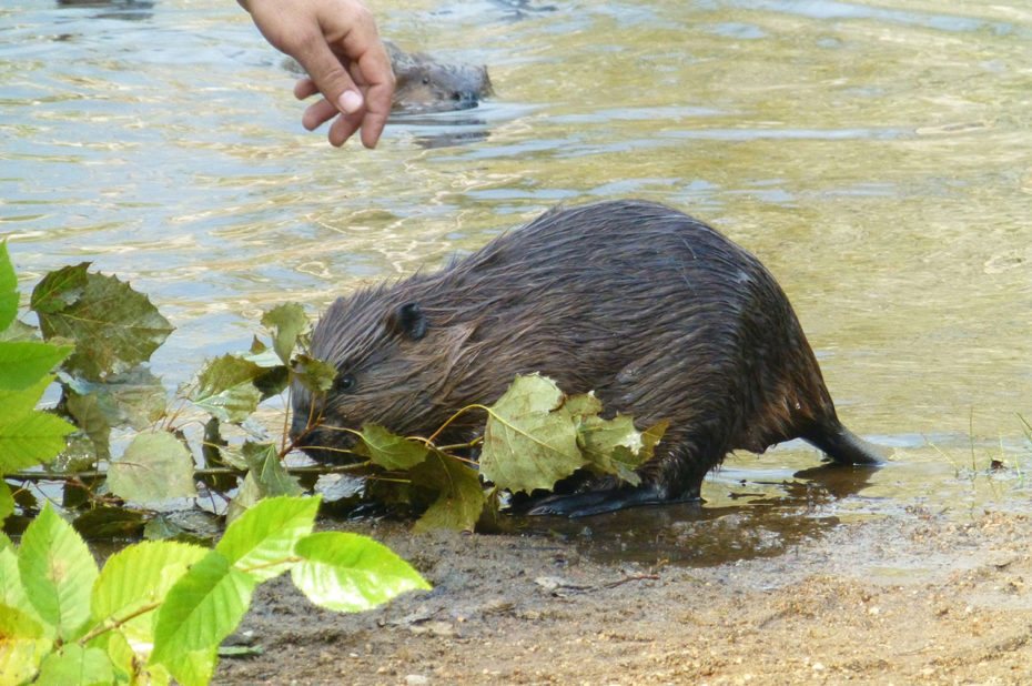 Le castor est un animal assez farouche