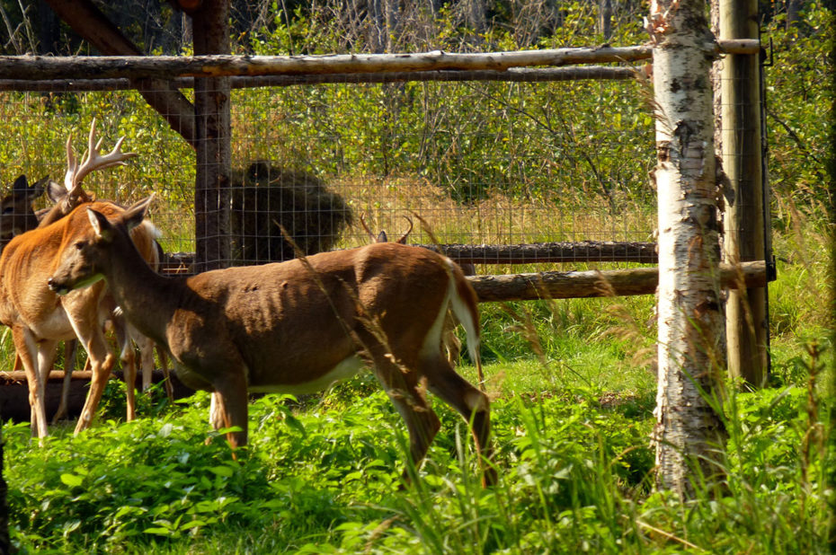 Le cerf de Virginie est appelé chevreuil au Québec