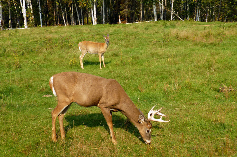 Pour les cerfs de Virginie, seuls les mâles ont des bois