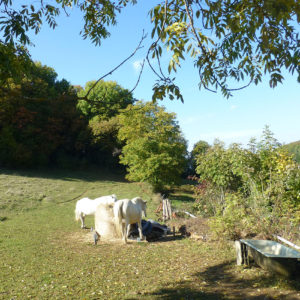 Chevaux blancs dans un pré près d'Ambérieu