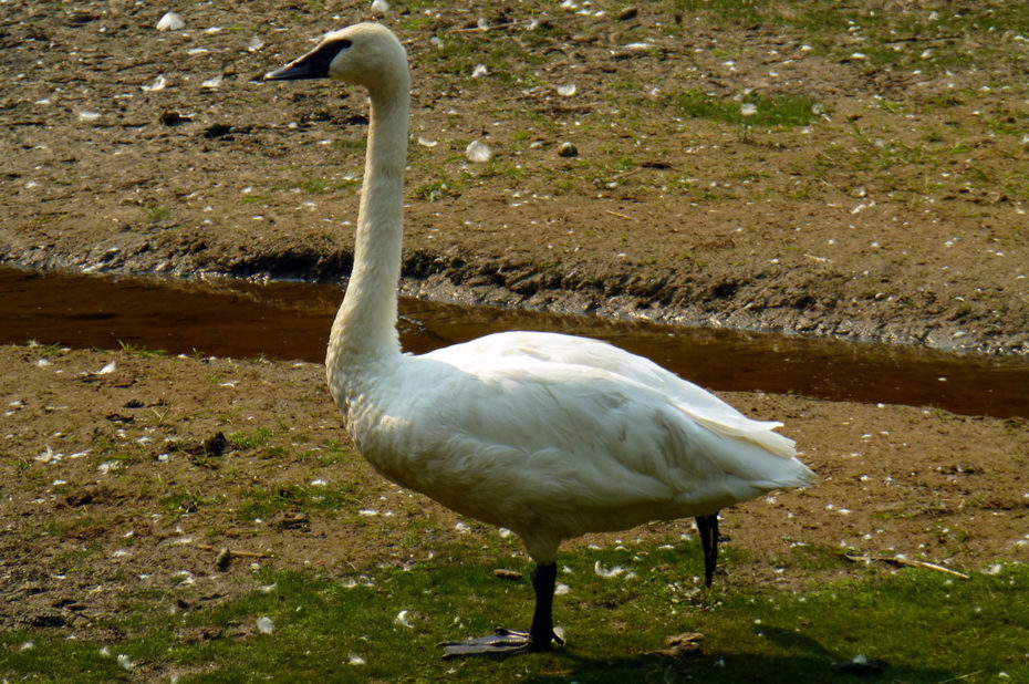 Cygne trompette