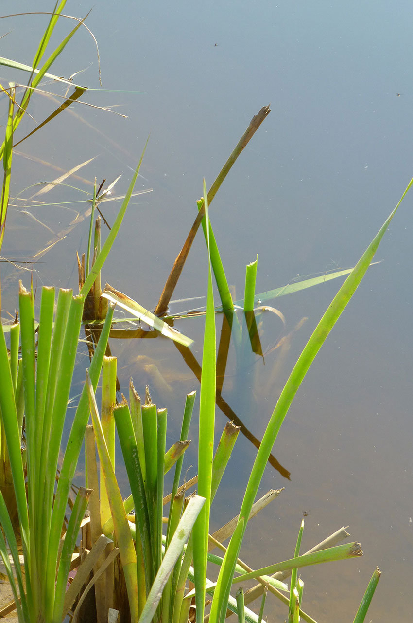 Herbes vertes au bord de l'eau