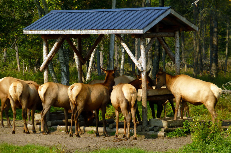 C'est l'heure du repas au zoo de Saint-Félicien