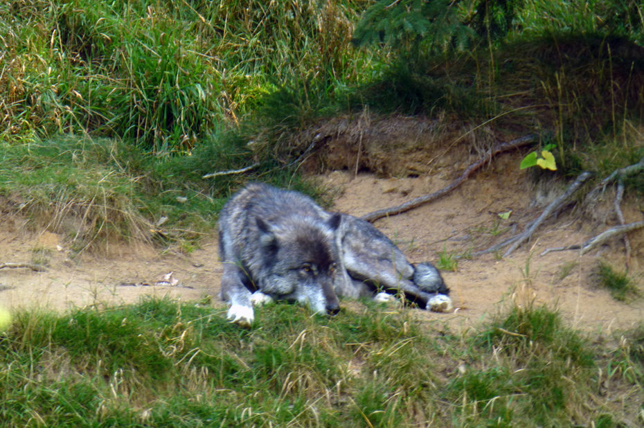 Le loup gris est carnivore mais a un régime alimentaire assez varié