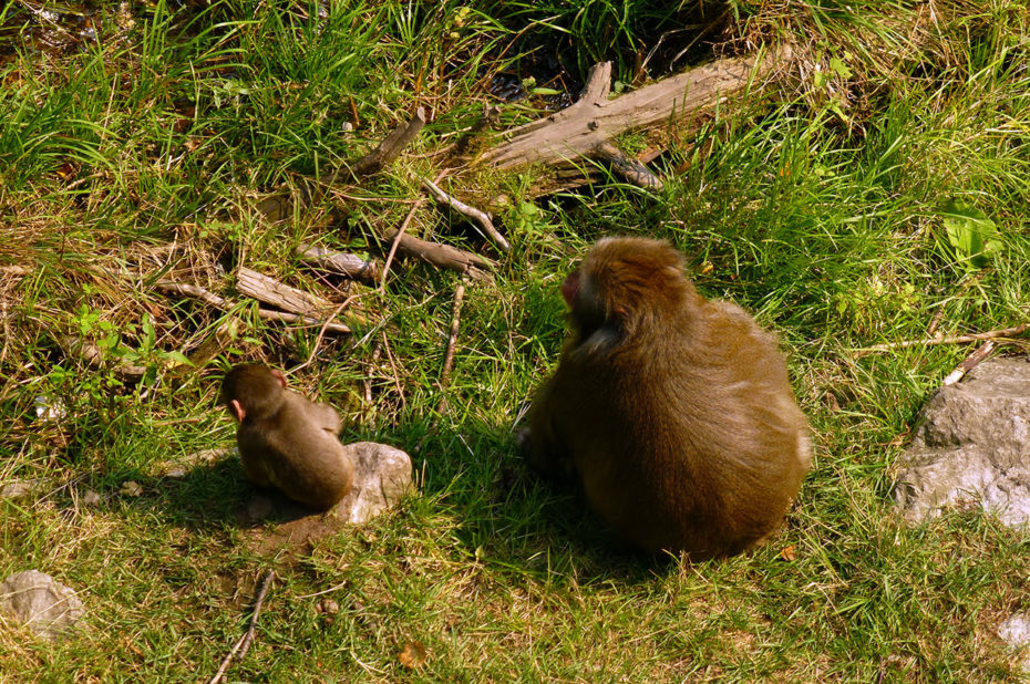 Un macaque et son petit