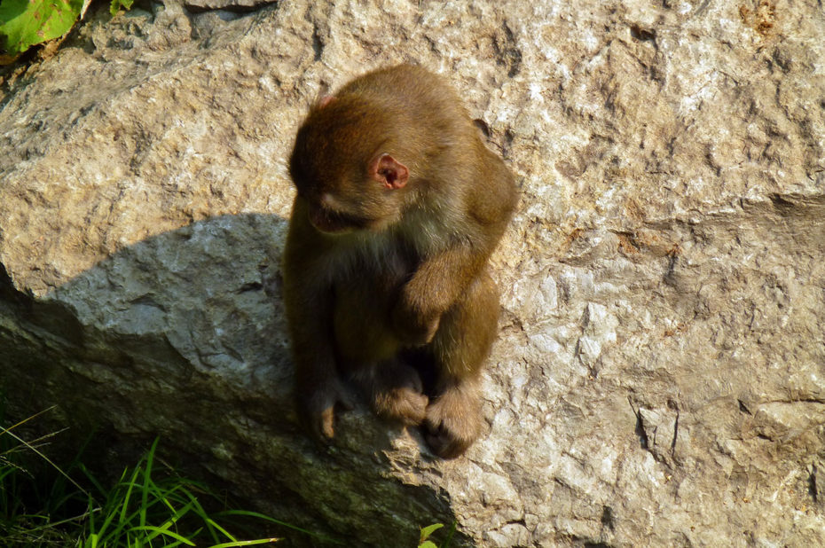 Un macaque, quelque peu songeur