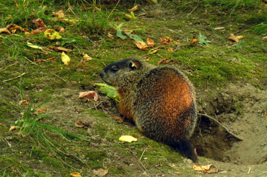 Une marmotte proche de son terrier