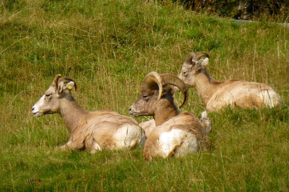 Mouflon d'Amérique