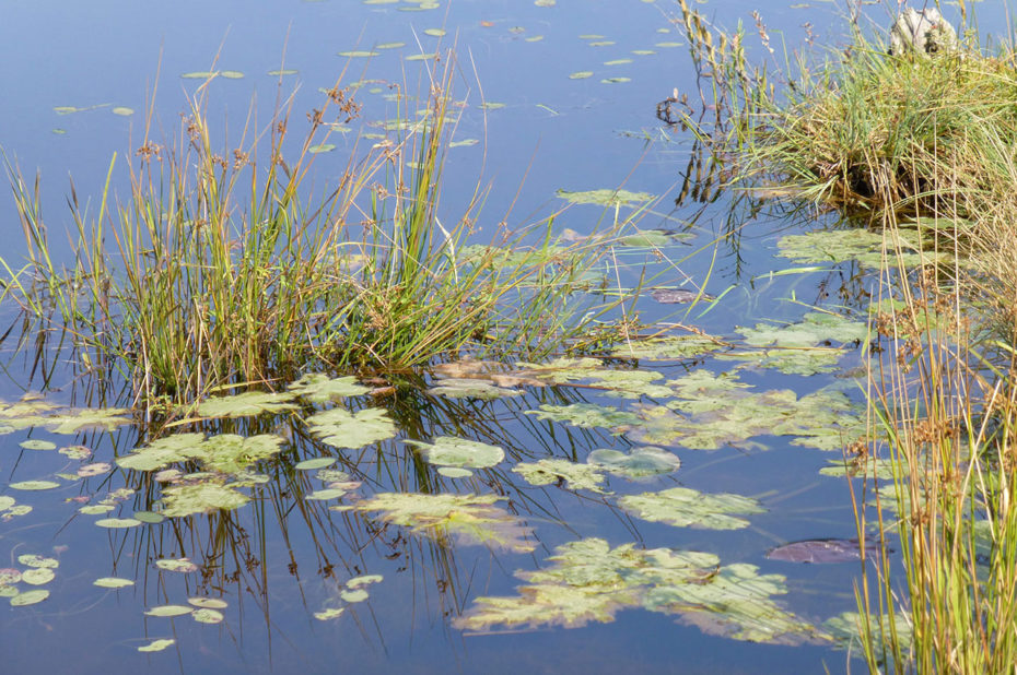 De nombreuses plantes vivent dans l'eau des lacs canadiens