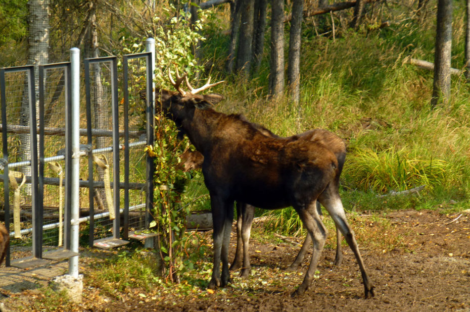 L'orignal est l'un des animaux-emblèmes du Canada