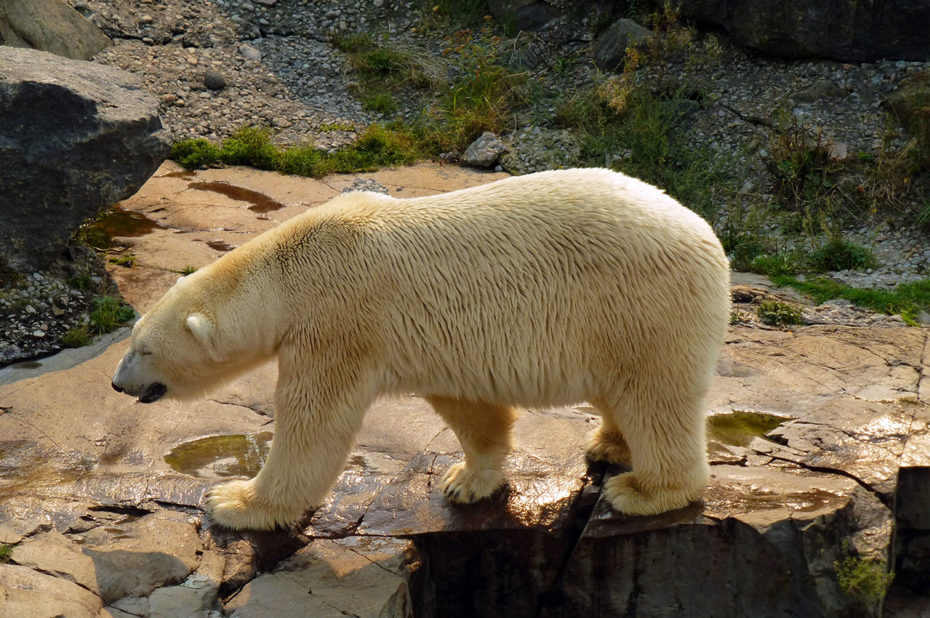 L'ours blanc est une espèce menacée par le réchauffement climatique