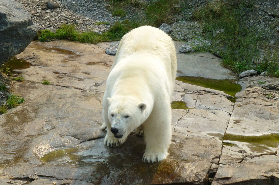 L'ours blanc, l'un des plus grands prédateurs terrestres