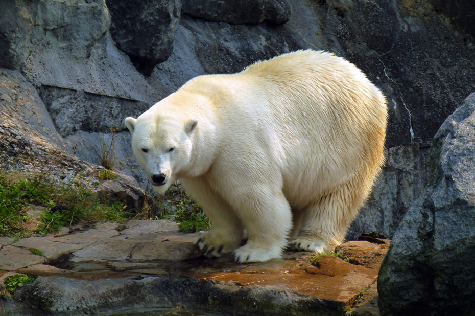 L'ours blanc, majestueux