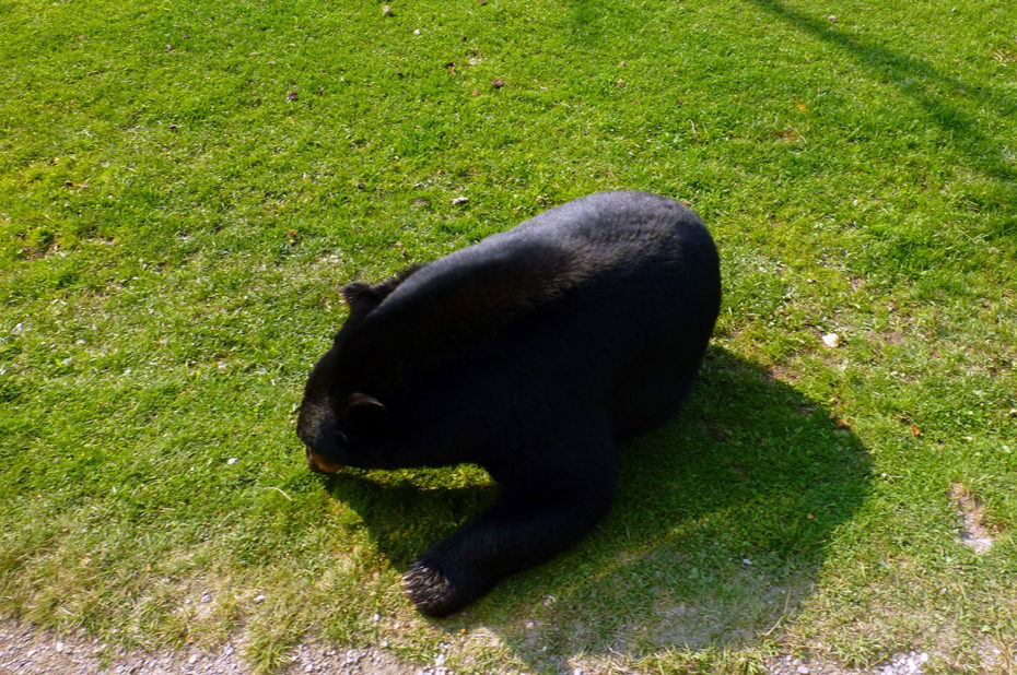 L'ours noir, ou baribal, est l'ours le plus commun en Amérique du Nord