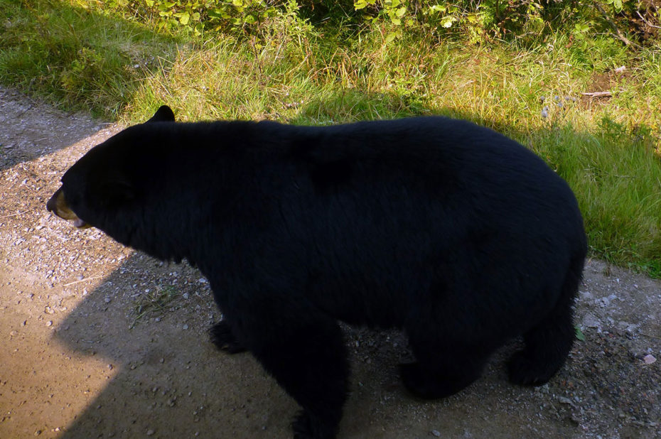 Un ours noir vu depuis le petit train