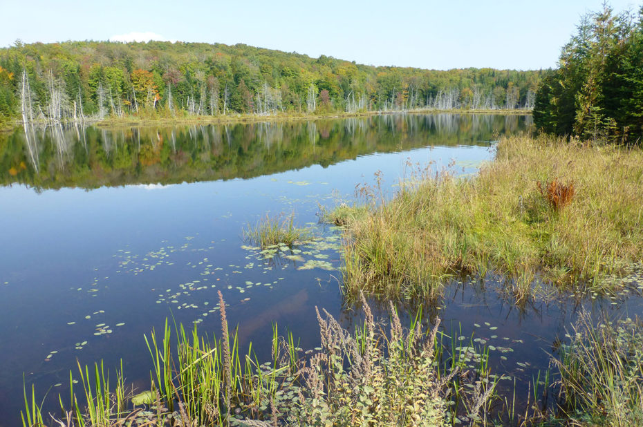 Plantes et végétaux vivent dans l'eau pure du lac