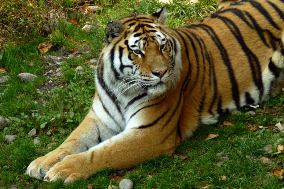 Le tigre de l'Amour peut vivre jusqu'à 15 ans