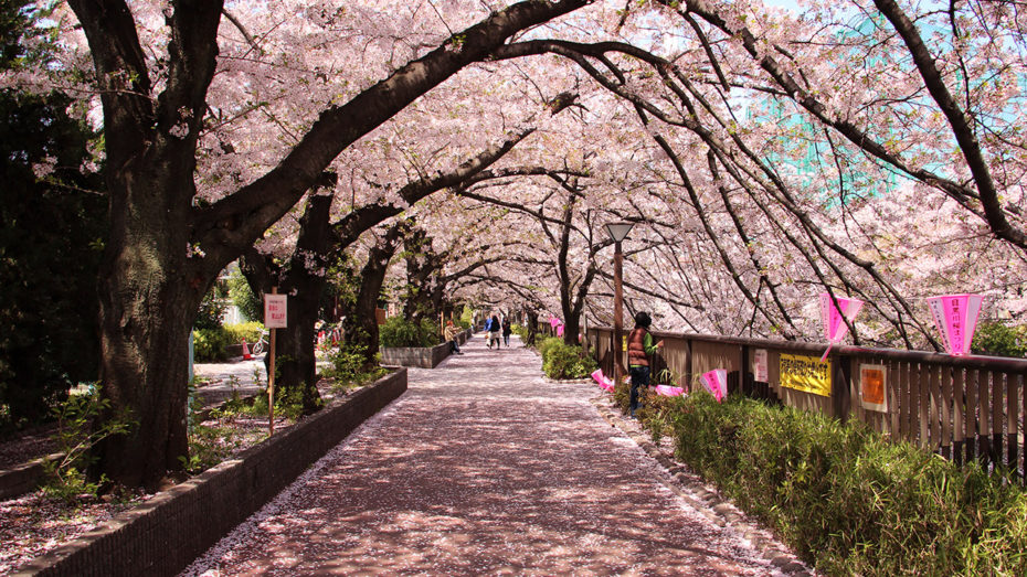 Les quatre saisons du Japon, les cerisiers en fleurs