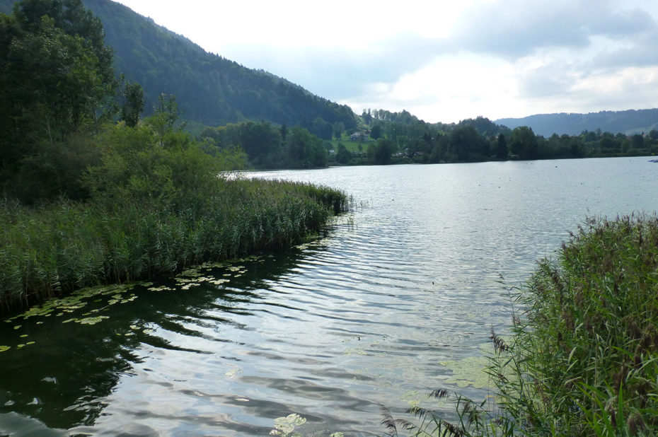 Plantes d'eau et nénuphars au bord de l'étang Stockenweiler Weiher