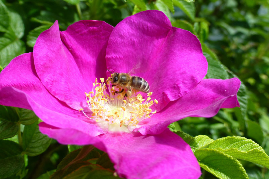 Une abeille butinant une belle fleur rose