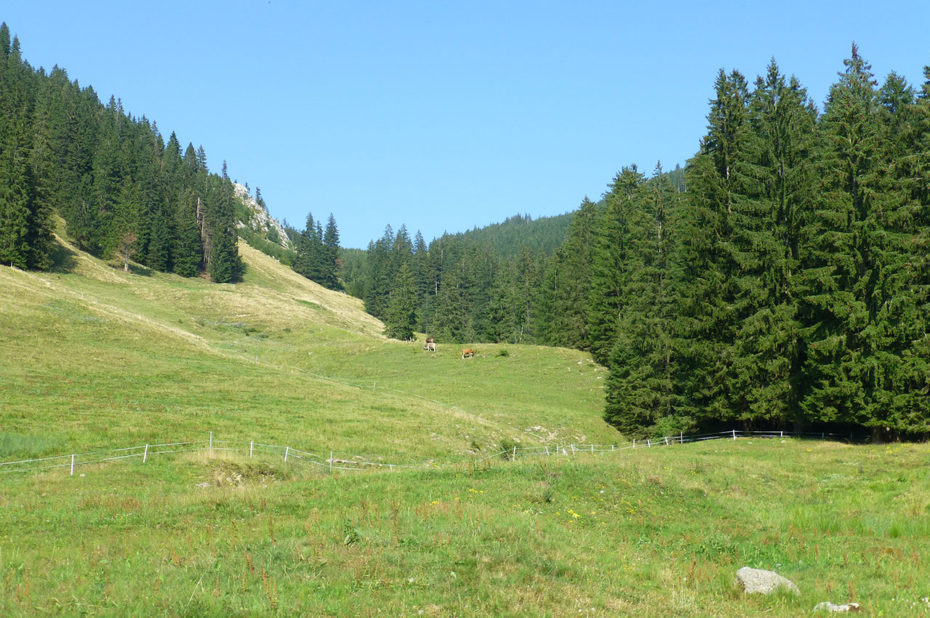 Les alpages où paissent les troupeaux