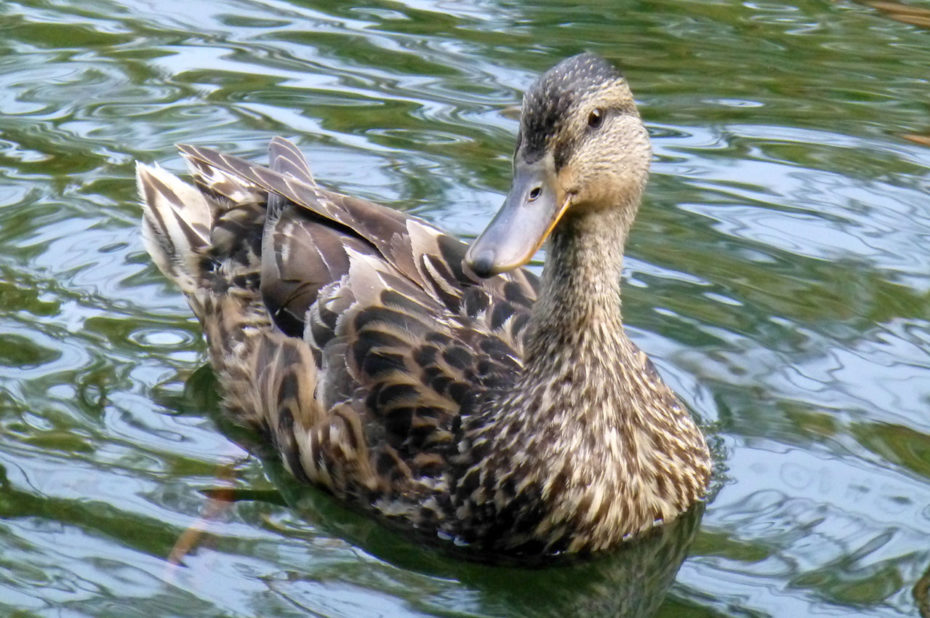 Un canard à l'air espiègle