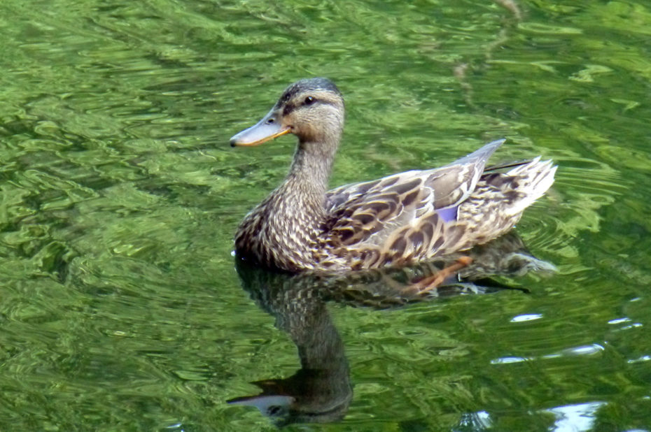 Un canard évoluant sur le lac Weissensee