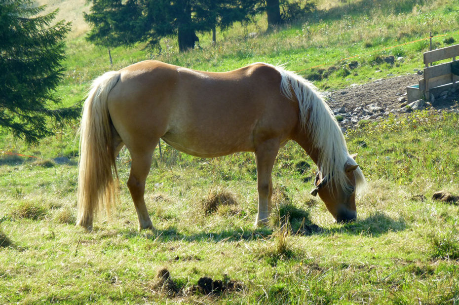 Cheval à la robe brun-clair