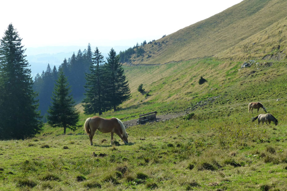 Des chevaux dans un pré en direction de Reuterwanne