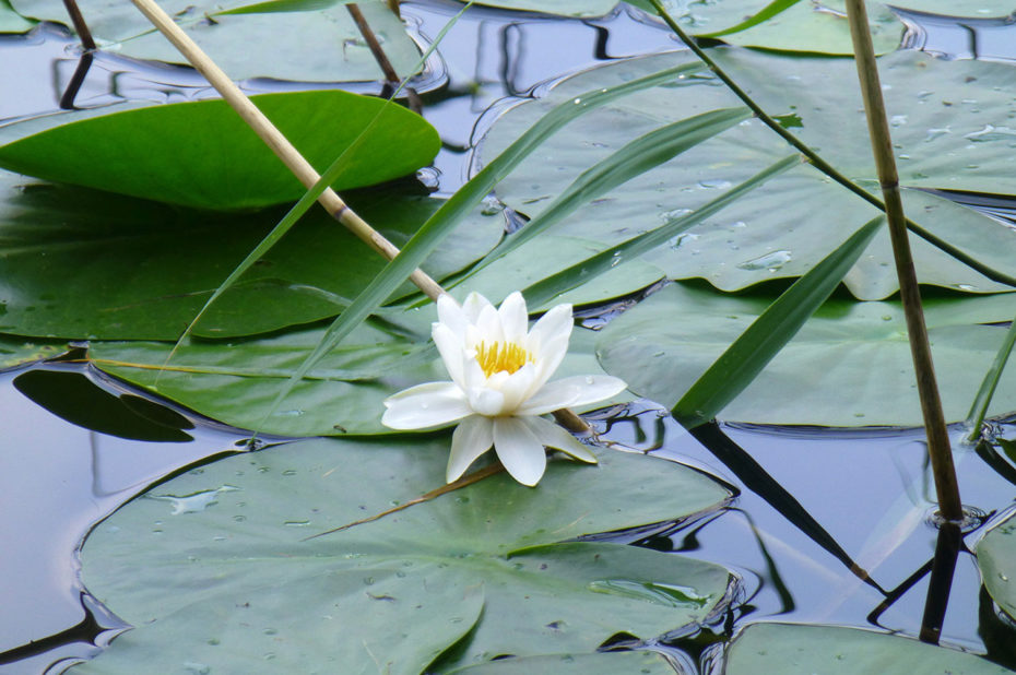 Un environnement propice à l'éclosion de la fleur de nénuphar