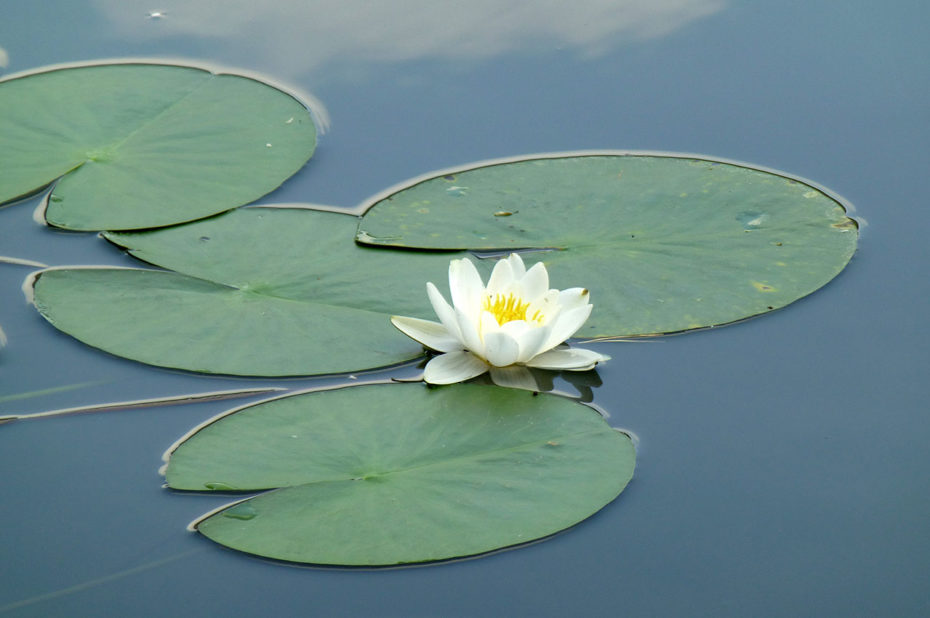 Fleur blanche de nénuphar à la surface du lac Weissensee