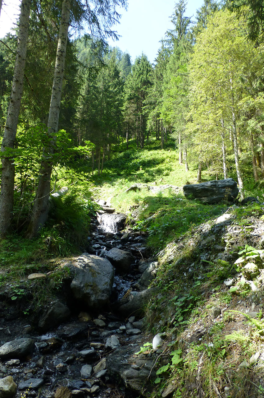 Une forêt clairsemée idéale pour la promenade