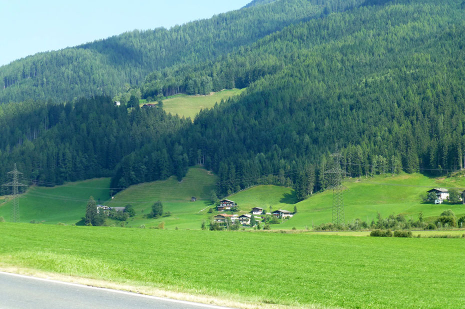 Forêt de sapins sur le flanc de la montagne