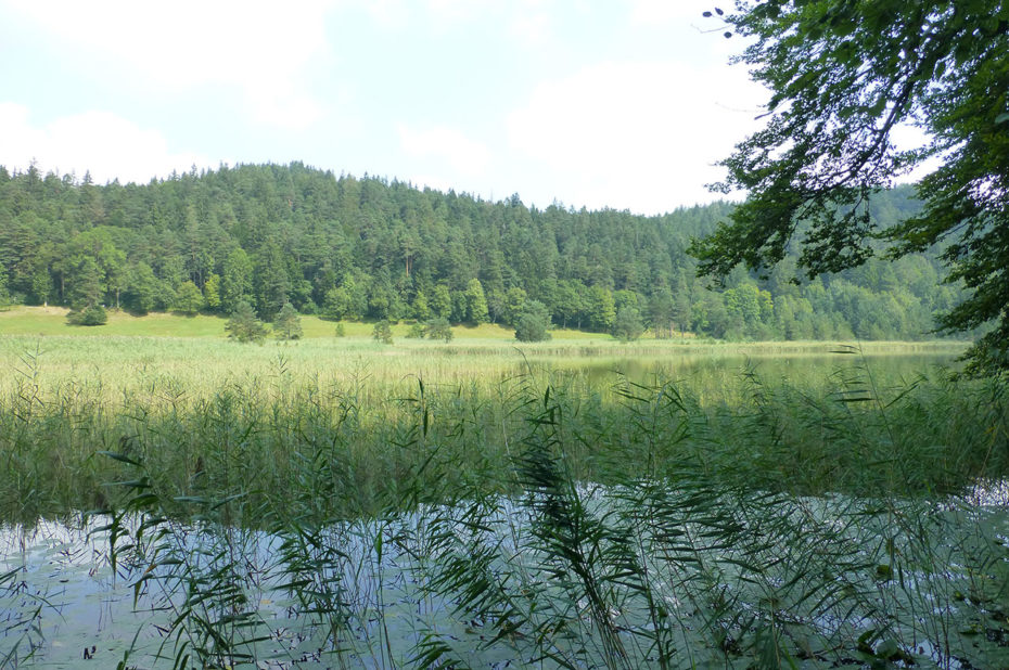 De nombreuses plantes d'eau à l'extrémité du lac Weissensee