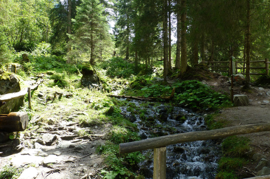 Le ruisseau passe au cœur de la forêt