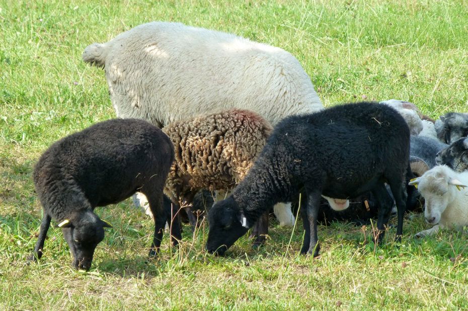 Troupeau de chèvres et de petits chevreaux