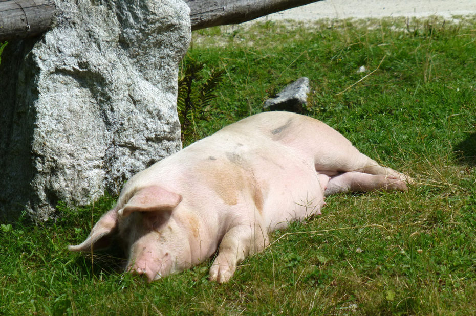 Une truie se repose tranquillement au soleil près d'Enzianhütte