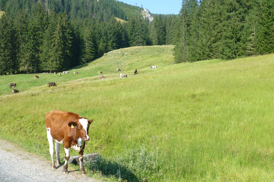 Une vache sur le bord de la route