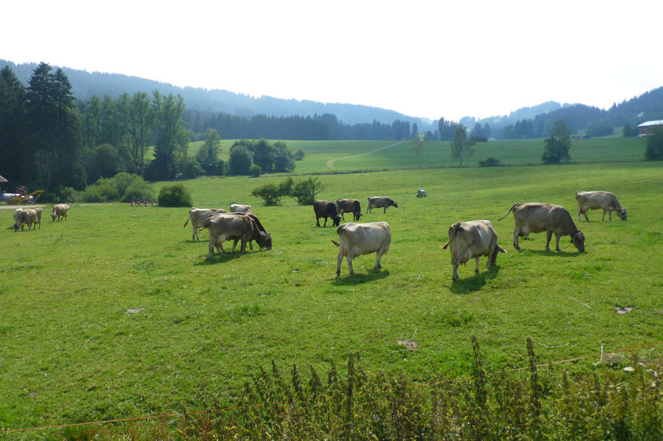 Des vaches paissent paisiblement