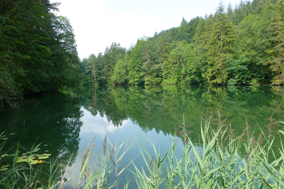 Végétation très dense aux abords du lac Weissensee